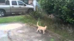 Bird Bothers Cat
