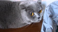 Cat Feels Guilty