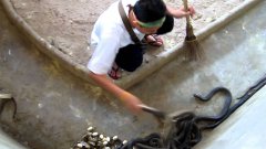 Man Cleans Cobra Cage
