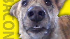 Teasing A Talking Dog With Food