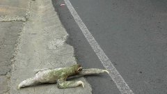Sloth Crosses The Road