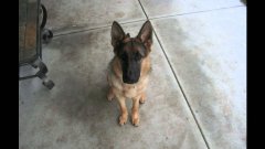 Puppy Grows Up In 40 Seconds