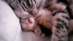 Mom Cat Hugs Her Kitten