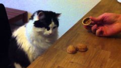 Cat Plays Shell Game