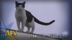 Epic Cat Gymnast Imitates Fireman