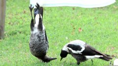 Magpie Hangs Upside Down