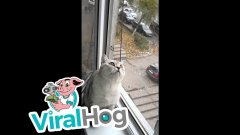 Focused kitty is focused