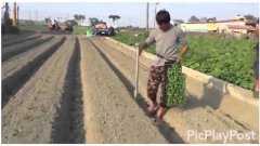 Fastest way to plant seedlings