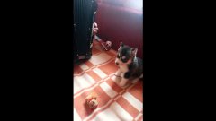 Adorable Husky Puppy Accompanies Accordion