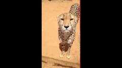 Cheetah Meows