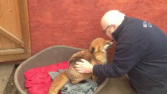 The Fox Shows Lots Of Gratitude After Being Saved