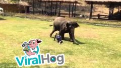 Elephant Comes To The Rescue