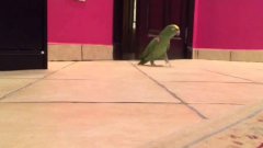 Bird Laughs Like Super-Villain