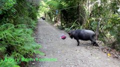 What happens when you leave a tetherball in the forest