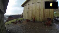 Chickens thought it was night time during the solar eclipse