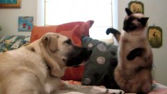 Cat Boxes With Dog