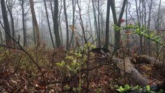 Meeting a bear in the woods