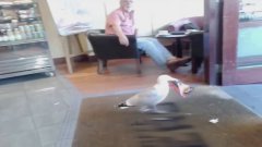 Shoplifting Seagull