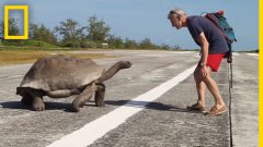 Explorer Interrupts Mating Tortoises, Slowest Chase Ever Ensues