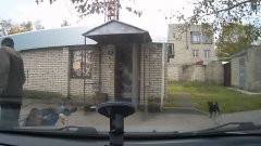 Running street dogs knock man down
