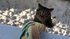 The cat came home