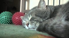 My cat quacks when I cough