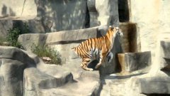 Bird Swoops In On Tiger
