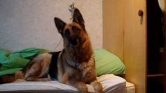 German shepherd's reaction to wolf howling