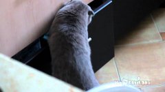 Cat Gets Caught Stealing From A Drawer