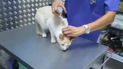 How To Make A Cat Freeze