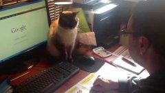 Crazy cat fights for computer mouse