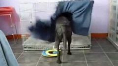 Dog Tucks Himself In