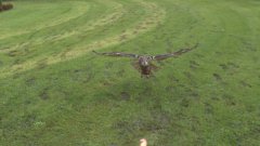 Owl Attacking In Super Slow Motion