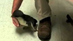 Tickling A Baby Penguin